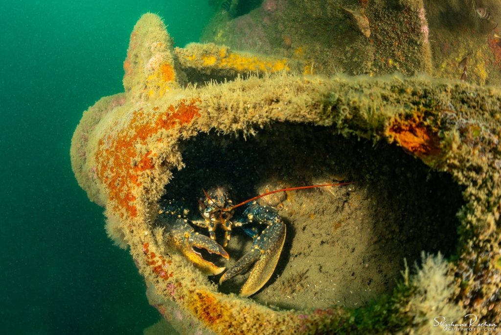 homard chariot