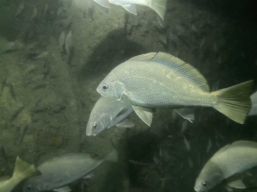 poissons daurade christophe